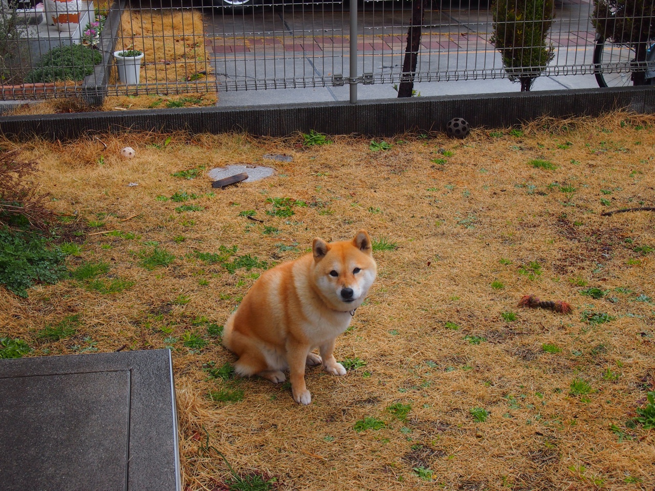 葡萄牙胜阿尔及利亚，梅南德斯破门，葡萄牙胜其他