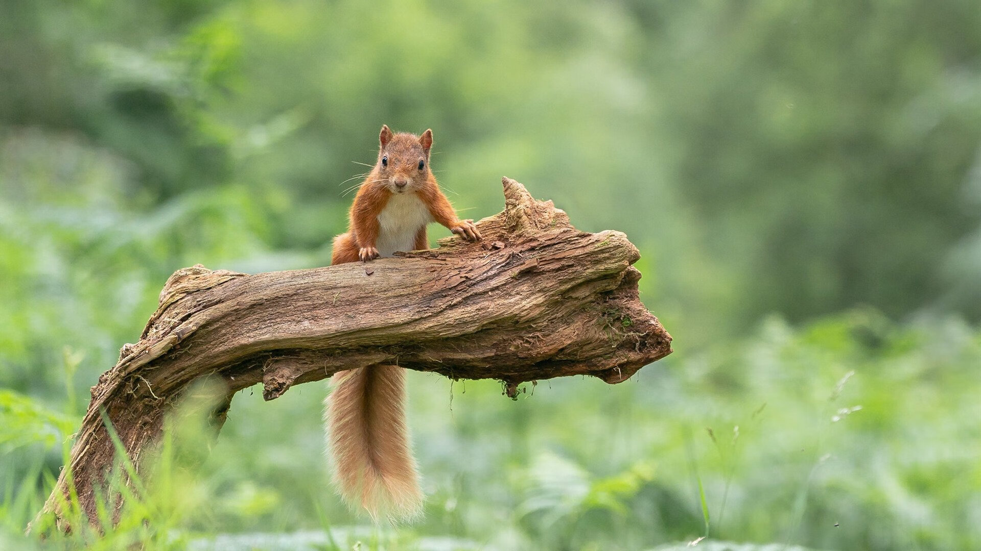 里尔防守端表现稳定,里尔2021赛季主力阵容