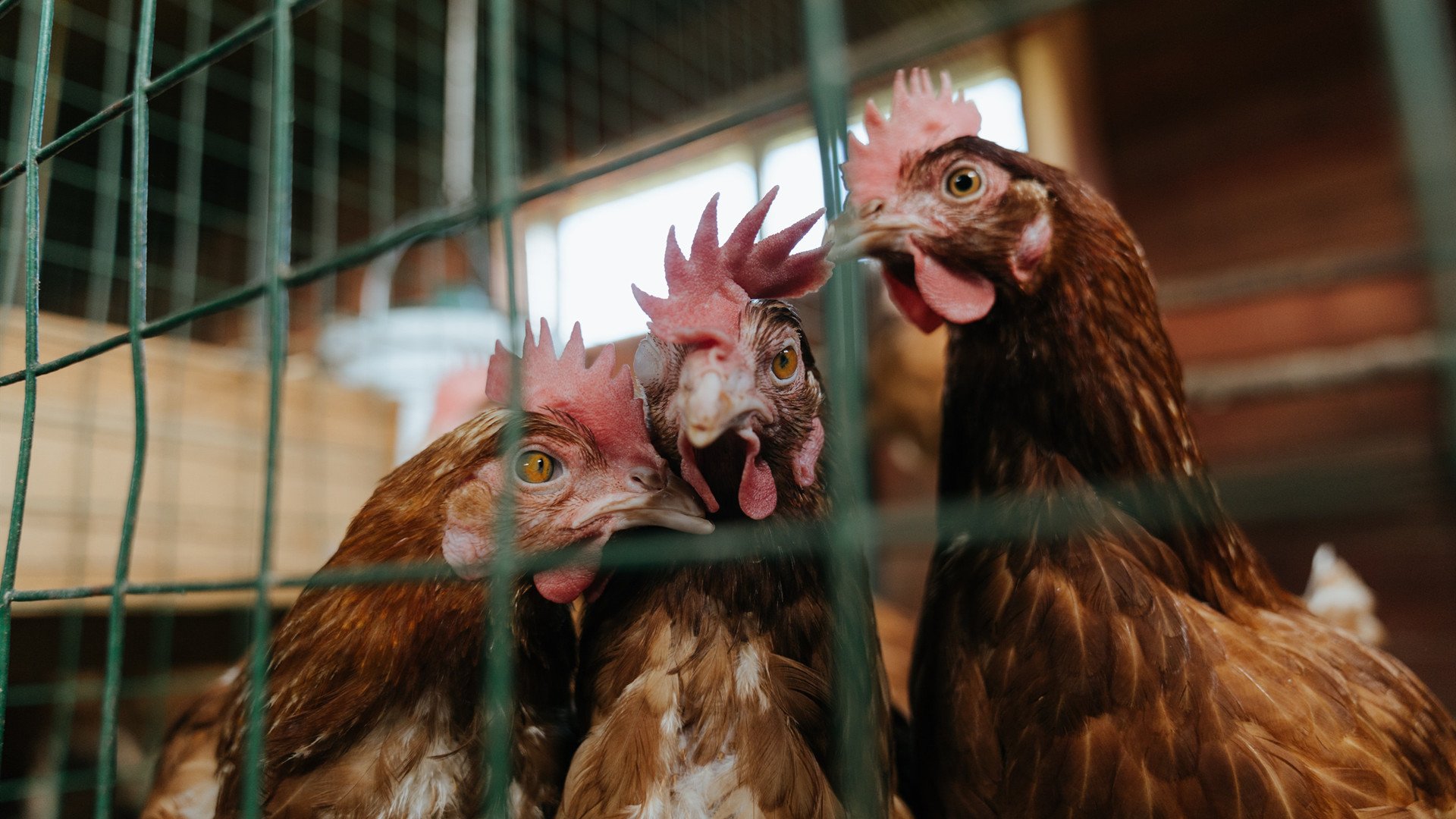 中国足球下半场体能下降数据对比,中国足球下降两名