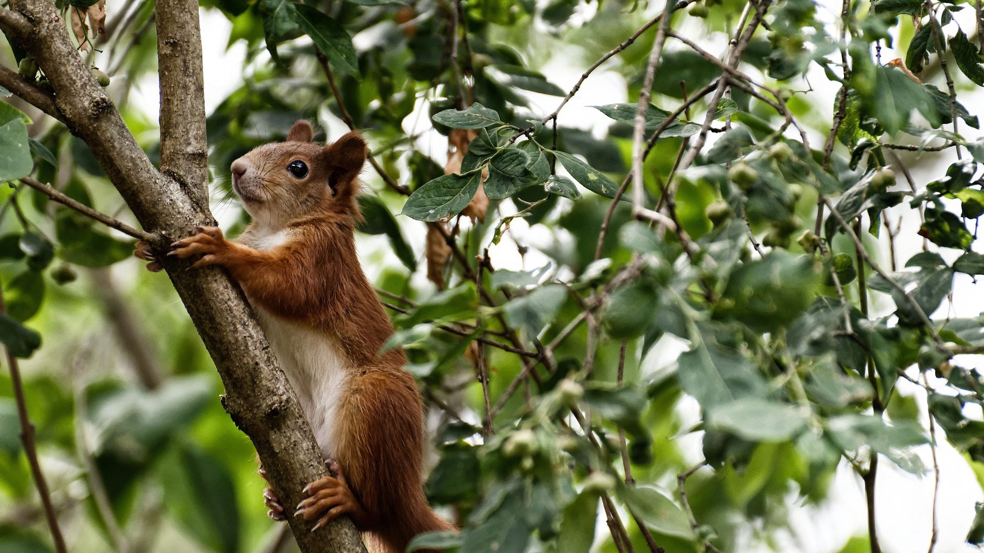 中国足球队员出场密度与伤病概率关系，足球比赛出场人数有多少