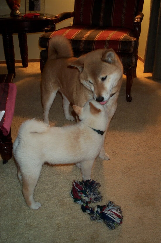 青年教练新启示:培养未来的足球巨星,国家青年足球队教练