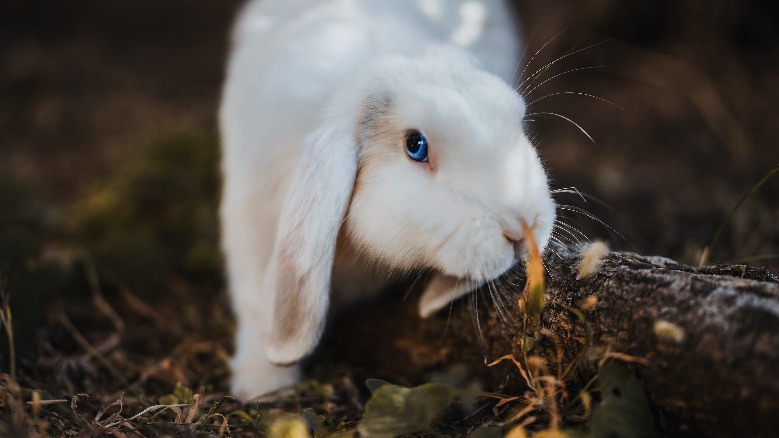爱游戏娱乐-季后赛是否普遍节奏偏慢以控制失误，季后赛会打多久