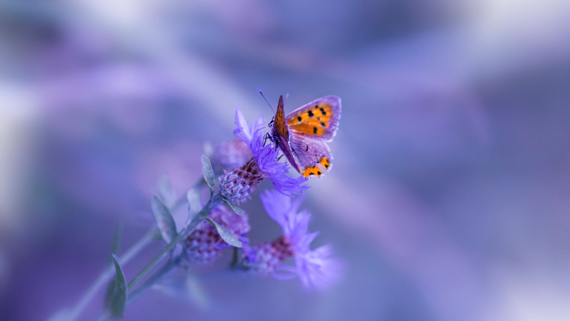 爱游戏综合娱乐-男子蛙泳美队虽败仍表现可圈可点，美国蛙泳名将视频