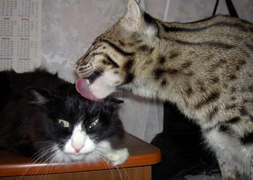 爱游戏娱乐网址-足球教练战术复盘系统实现数据自动化整合，足球训练教练指导视频