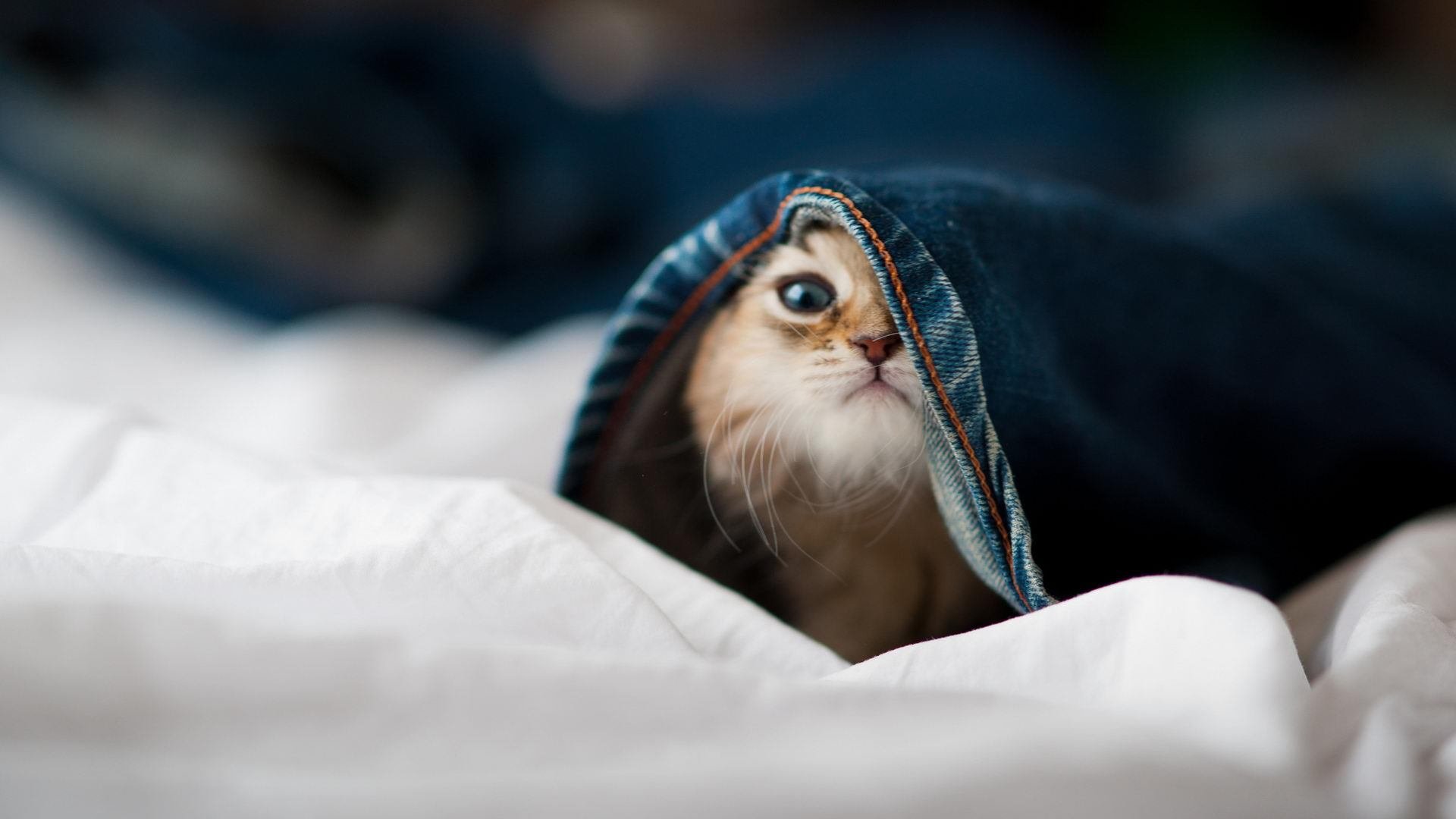 爱游戏官方网站-高校体育场馆寒假期间对外有序开放，高校体育场馆管理办法