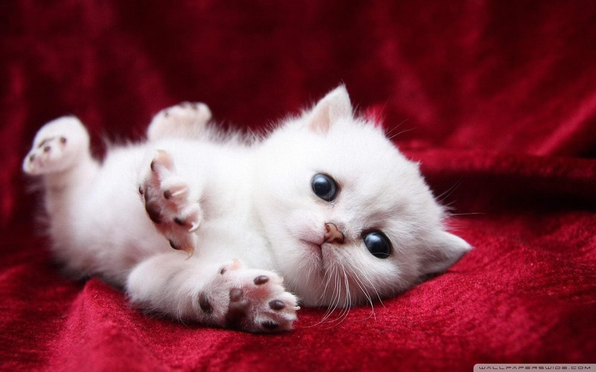 AYX官网-世界杯绝美瞬间：激动人心的瞬间集锦，世界杯经典瞬间