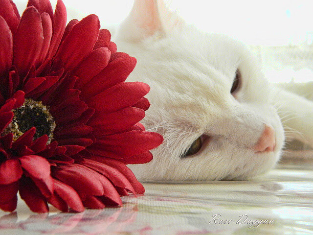 AYX GAME-南非羚羊队：快节奏的进攻和强硬防守形成“双杀”优势