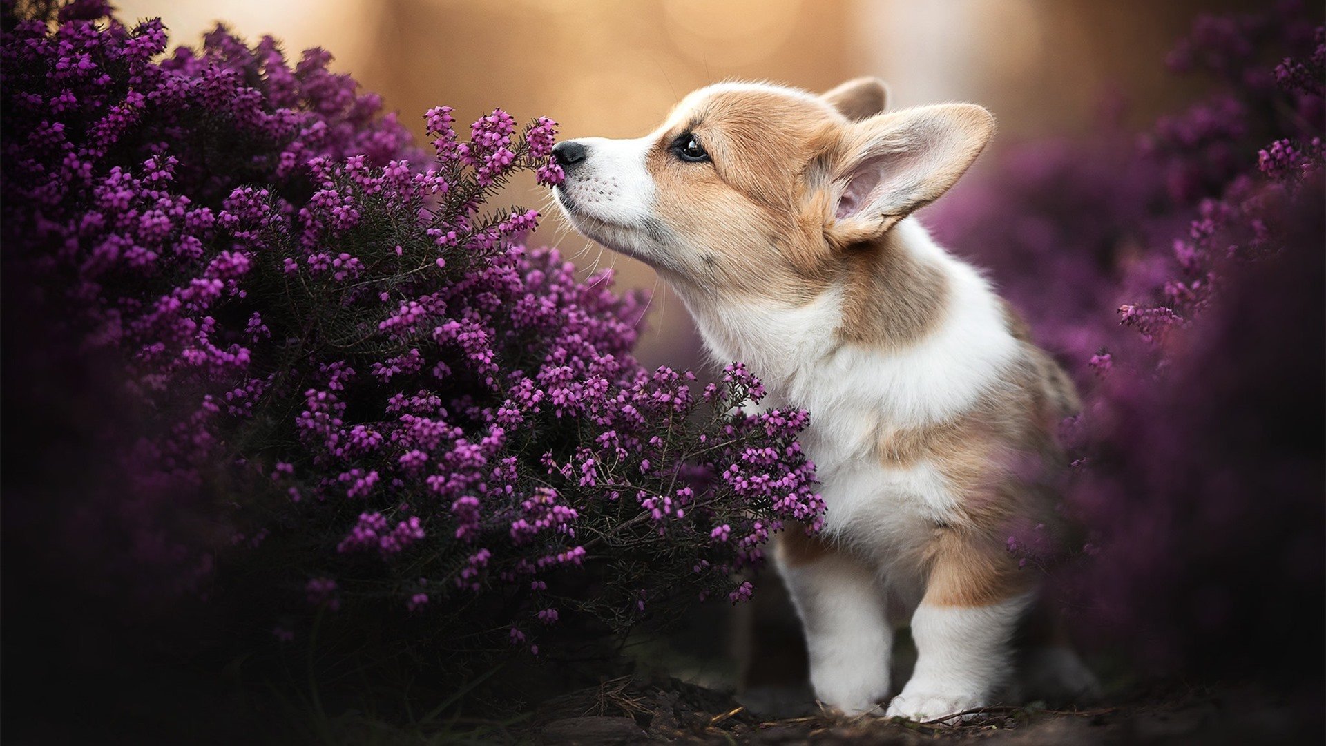 凯琳·科贝特决赛突破自我再创佳绩,凯洛琳贝塞特