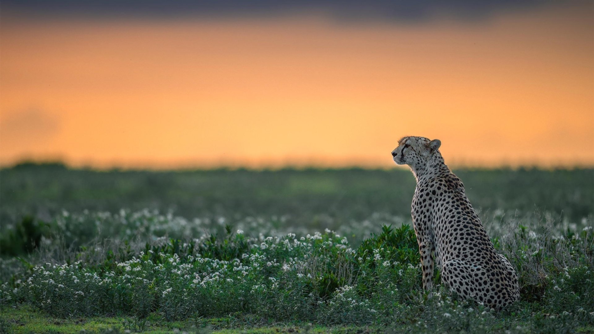 意甲精彩配合:团队默契成就精彩瞬间!,意甲合作伙伴