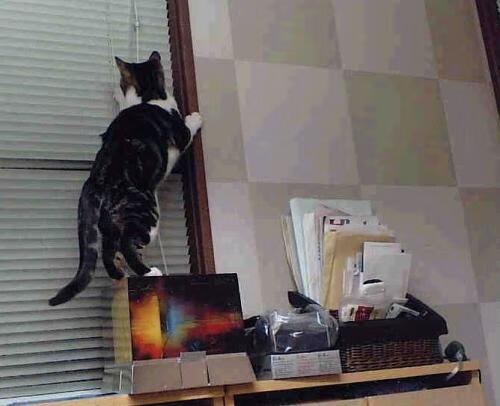 橄榄球冠军锦标赛:南半球四强赛场上演精彩角逐,橄榄球比赛2021