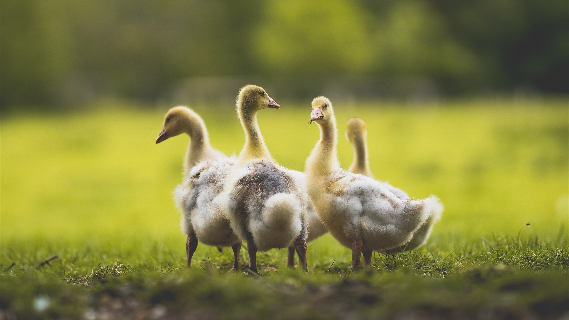 法甲新星崭露头角：未来巨星一飞冲天！，法甲新秀