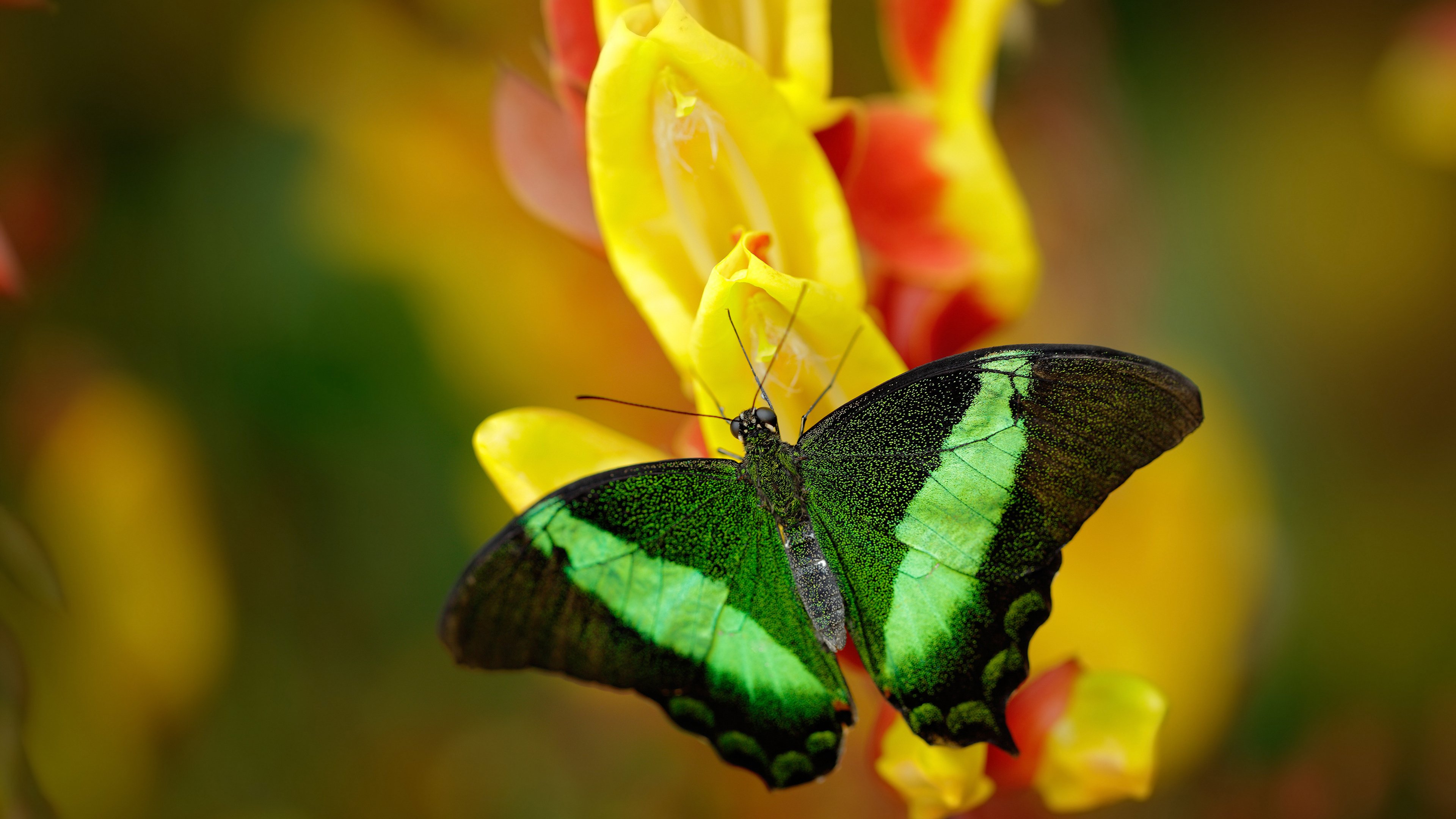 爱游戏中国官方网站平台-法甲争冠大戏：天王领衔的高潮迭起，法甲冠军含金量