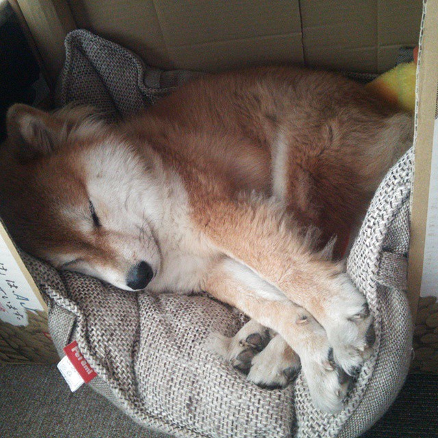 波波维奇用坚韧精神征服赛场挑战，波波维奇有多强