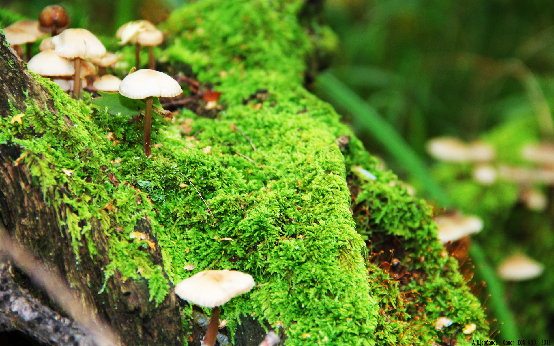 科特迪瓦男篮在非洲锦标赛中不断突破,迈向历史新高,科特迪瓦男篮排名