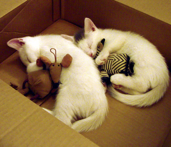 美国队决赛精彩瞬间成为焦点，美国队进决赛